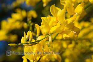 Yellow Blossoms