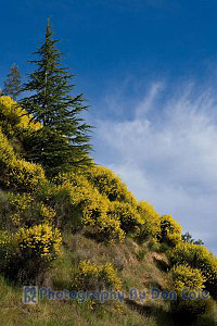 Yellow Hillside with Pine - Shasta Visitors Center