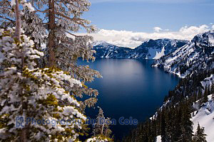 Snowy Trees - Crater Lake National Park