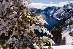 Snowy Trees - Crater Lake National Park