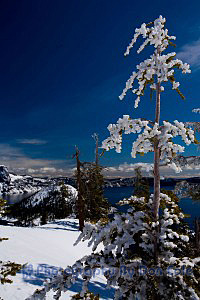 Snow on tree - Crater Lake National Park