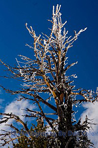 Solitary Tree - Crater Lake National Park