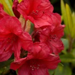 Rhododendron - Red