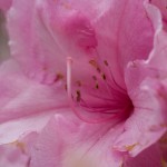 Rhododendron - Pink