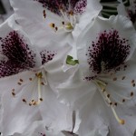 Rhododendron - white and purple