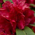 Rhododendron - Red