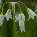 Tiny White Flowers