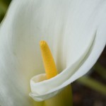 Calla Lilly