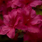 Rhododendron - Red
