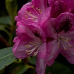 Rhododendron - Lavender/purple