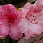 Rhododendron - pink