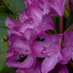 Rhododendron - Lavender
