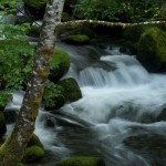 Siskiyou National Forest - Elk Creek