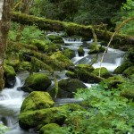 Siskiyou National Forest - Elk Creek