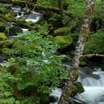 Siskiyou National Forest - Elk Creek