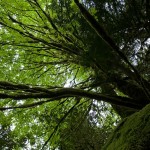 Myrtle Tree - Siskiyou National Forest