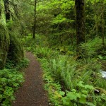 Trail to Elk Creek Falls