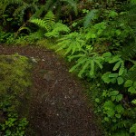 Trail to Elk Creek Falls