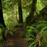 Trail to Elk Creek Falls