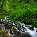 Below Wahkeena Falls on Hwy 30, OR