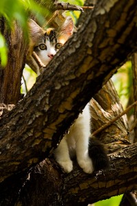 Tree cat