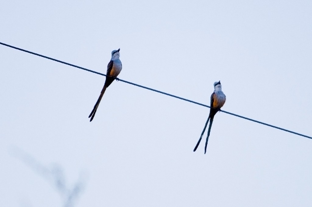 Texas Scissor-tailed Flycatcher