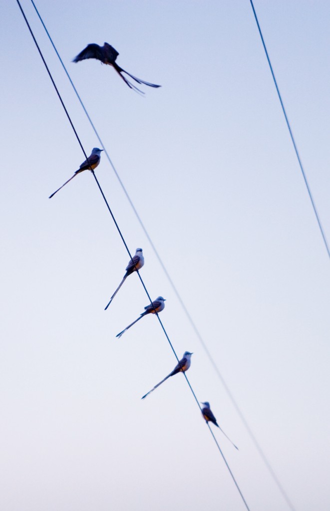 Texas Scissor-tailed Flycatchers