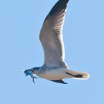 Gull with fish