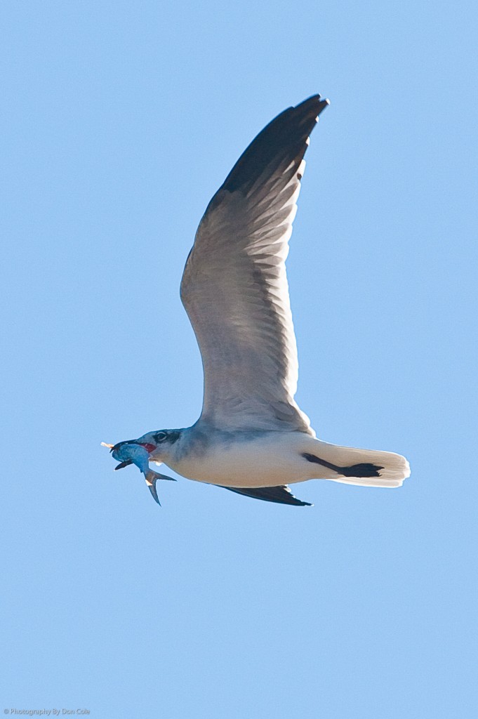 Gull with fish